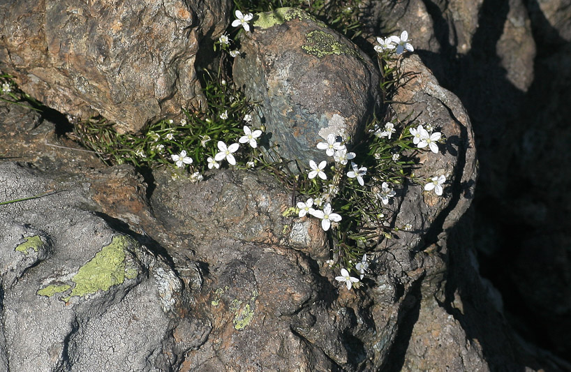 Moehringia muscosa / Erba paglina